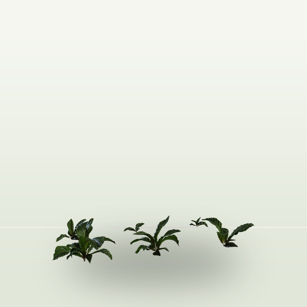 Anthurium Botany 01 3D Model preview