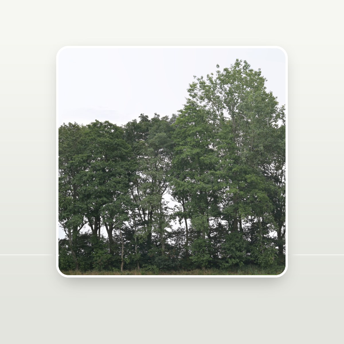 Backdrop 009 Texture preview
