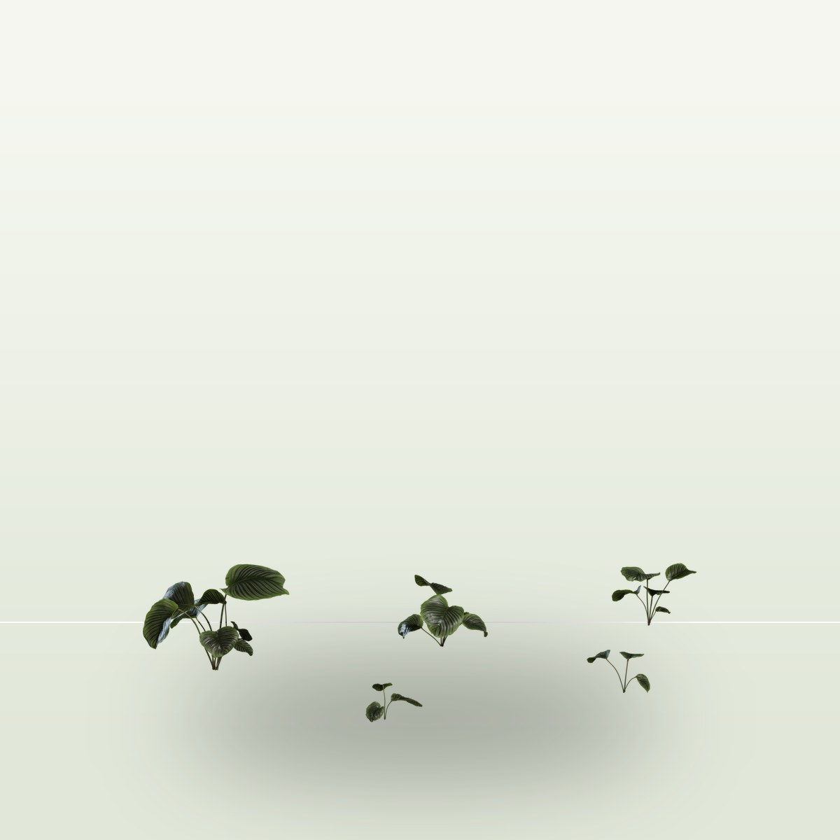 Calathea Orbifolia 01 3D Model preview