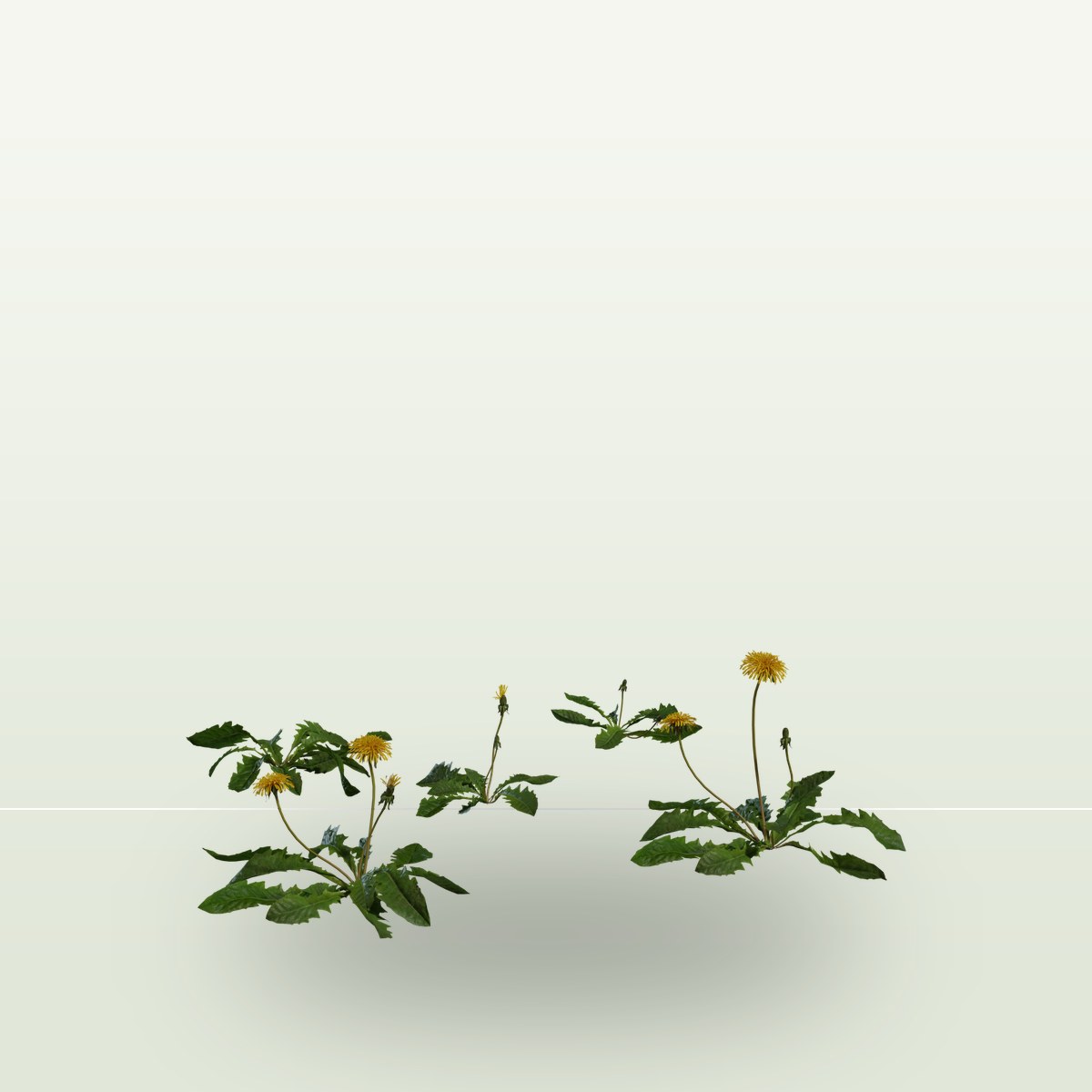 Dandelion 01 3D Model preview