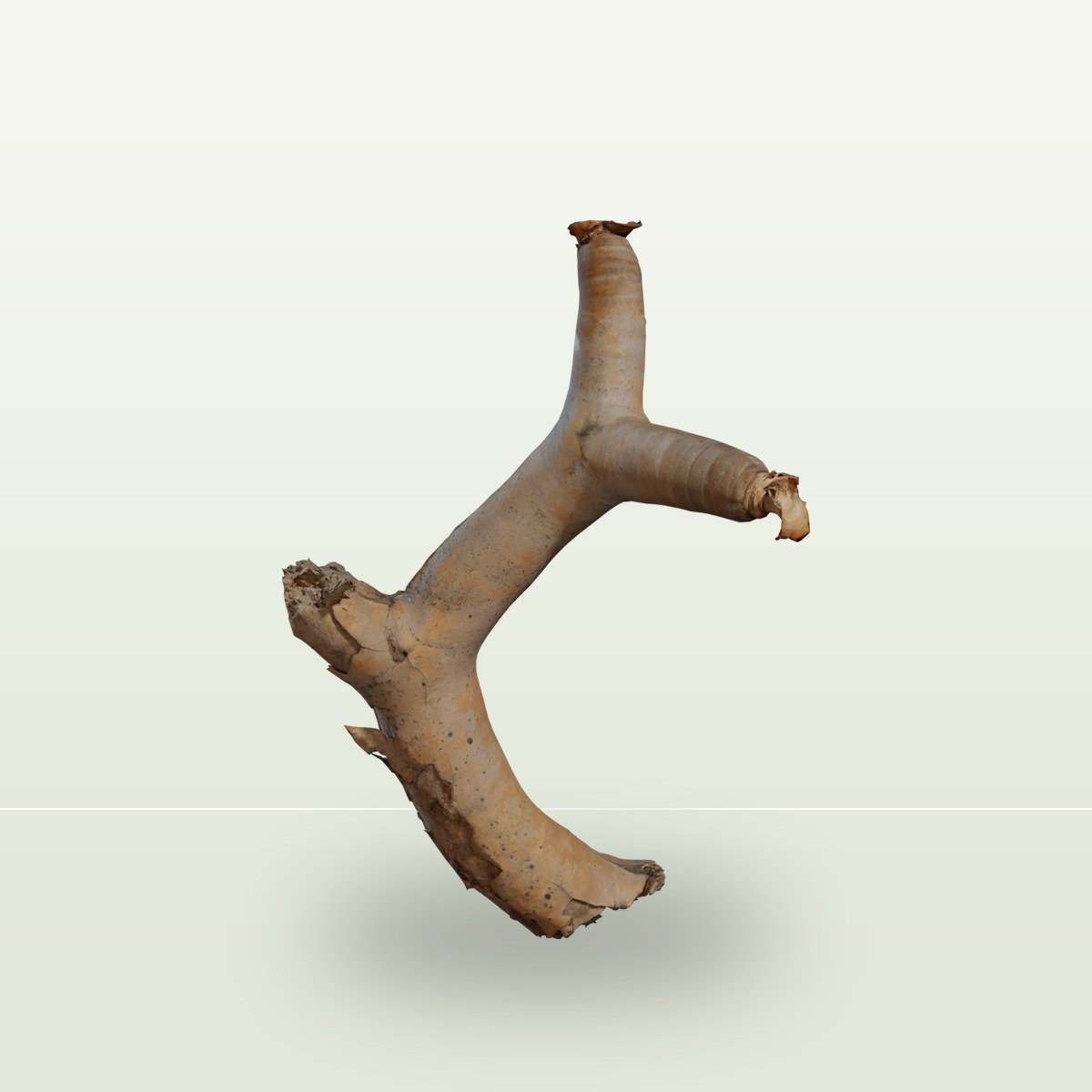 Dead Quiver Branch 01 3D Model preview
