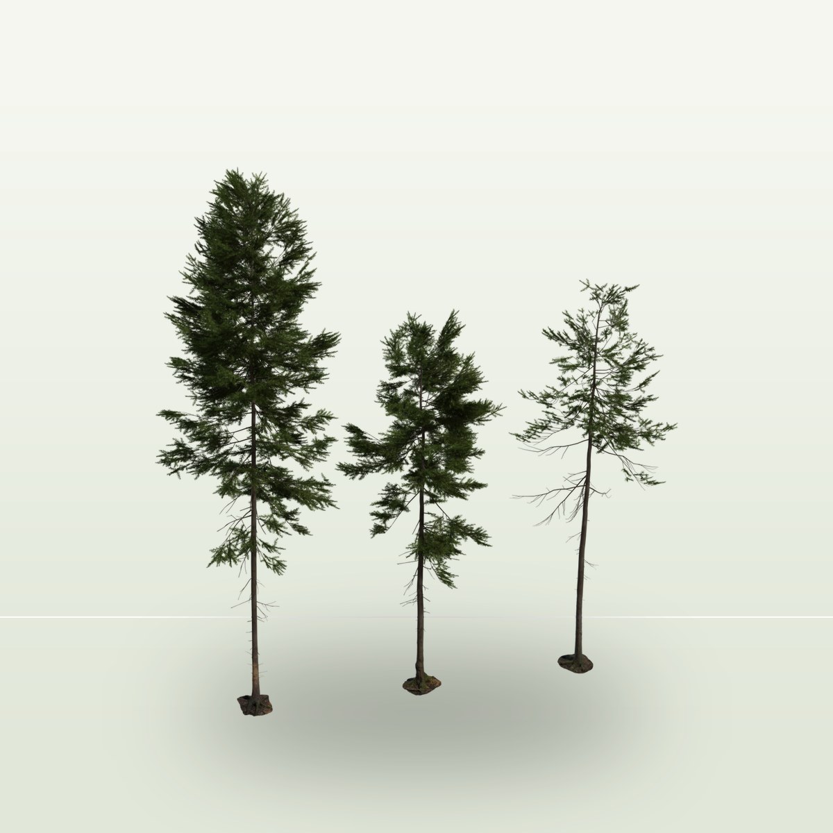 Fir Tree 01 3D Model preview