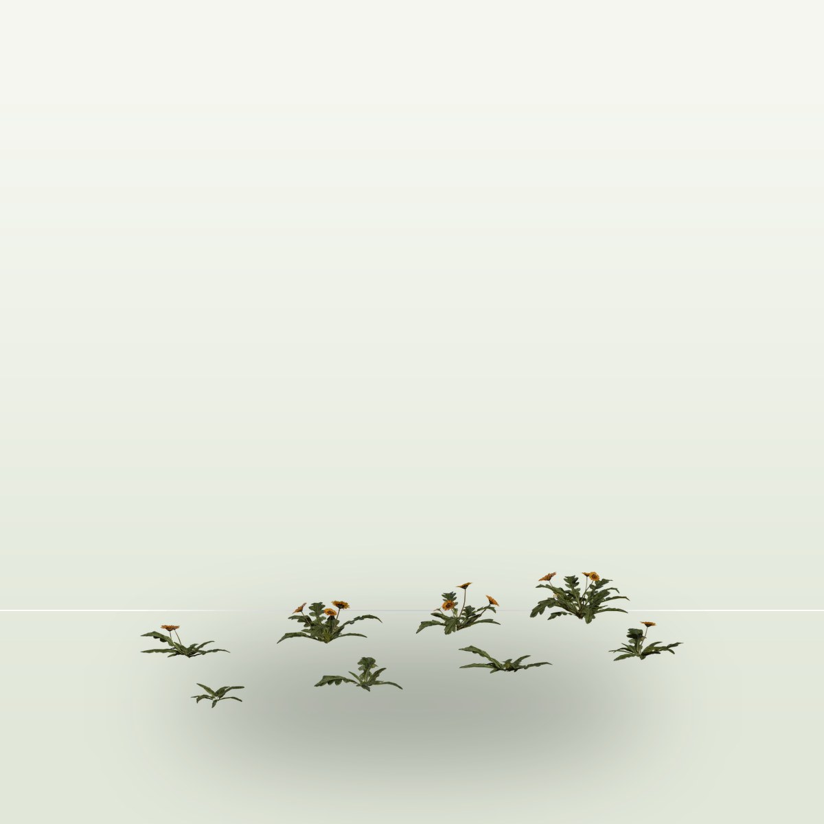 Flower Gazania 3D Model preview