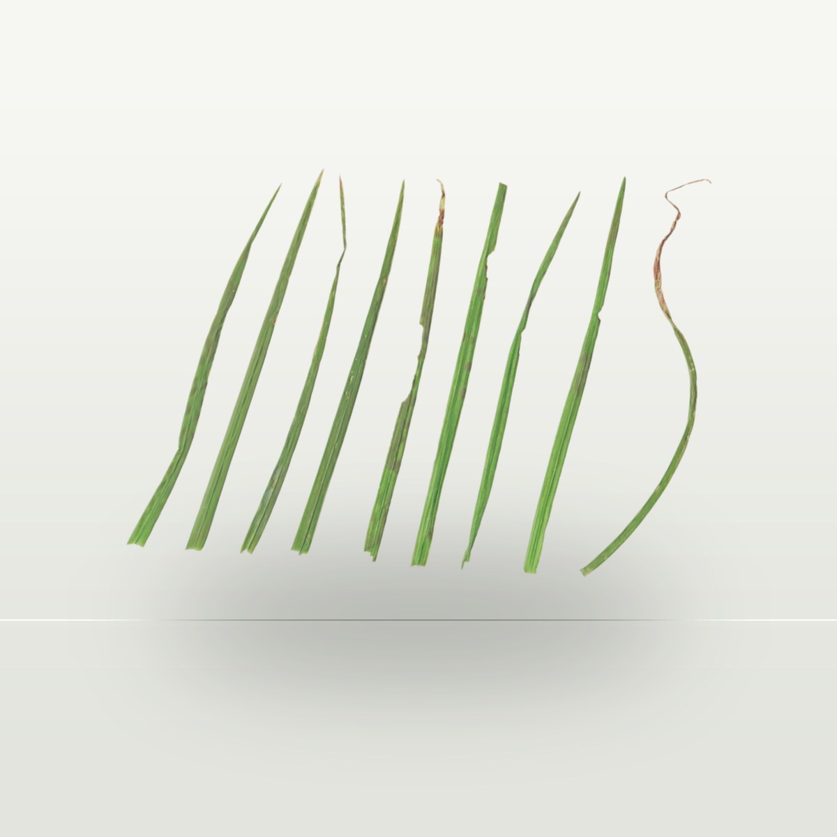 Foliage 001 Texture preview