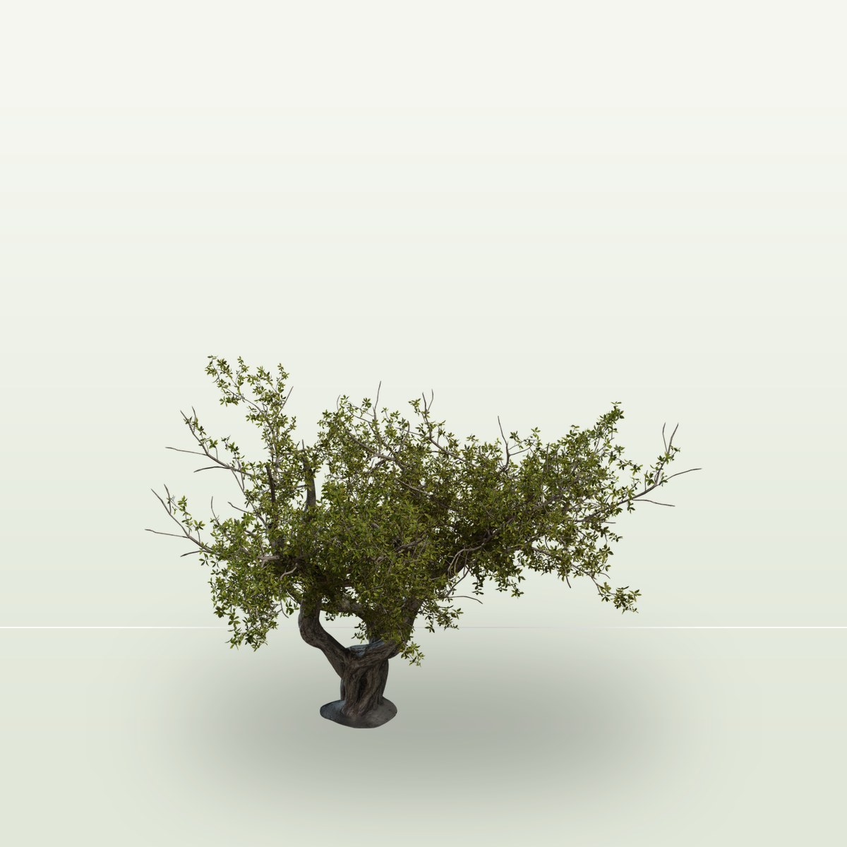Island Tree 02 3D Model preview