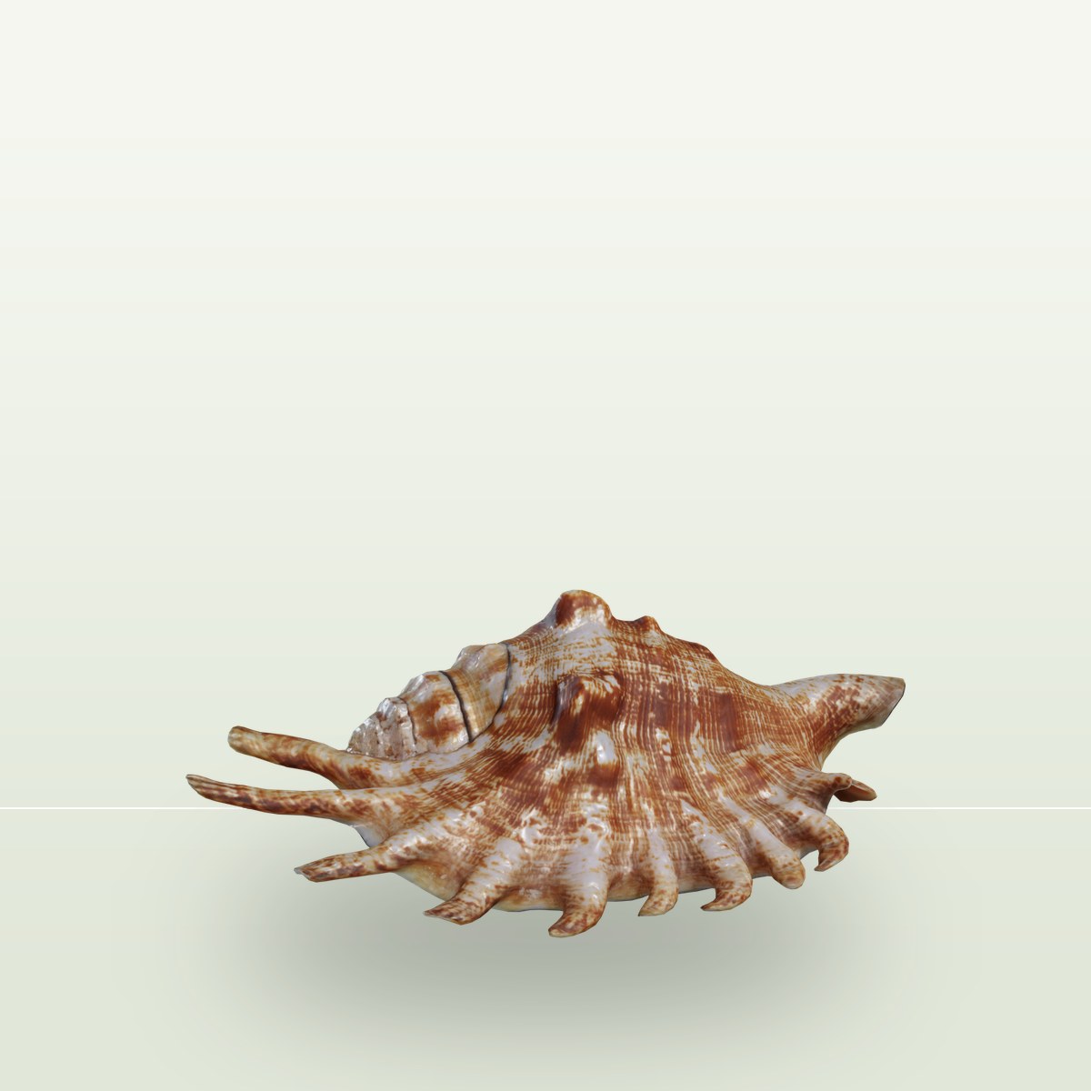 Lambis Shell 3D Model preview
