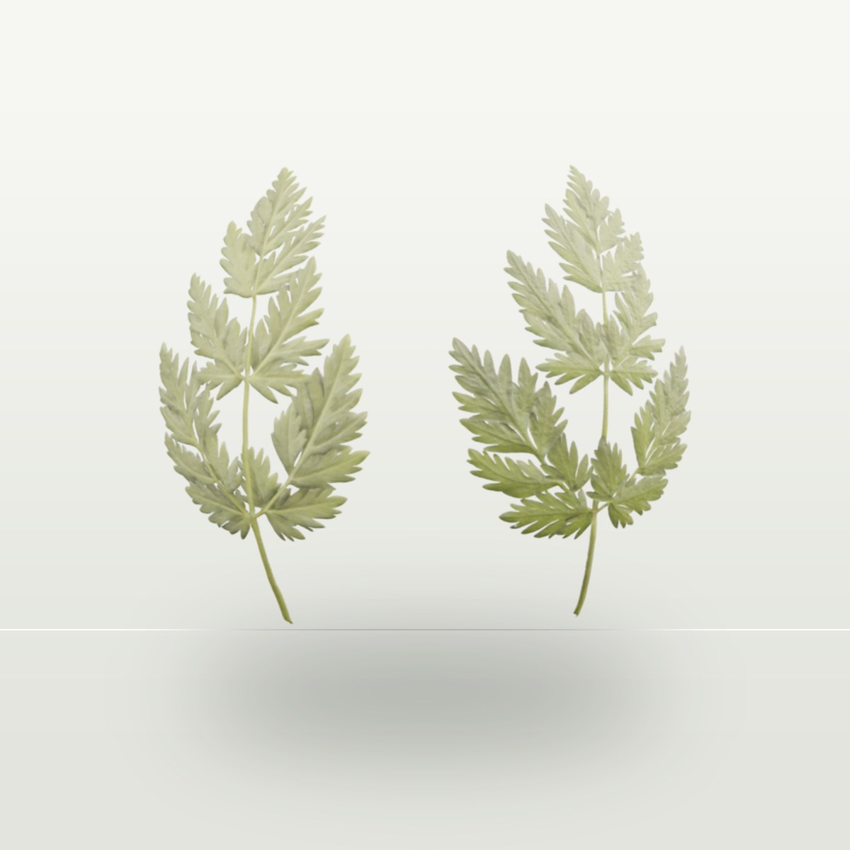 Leaf 003 Texture preview