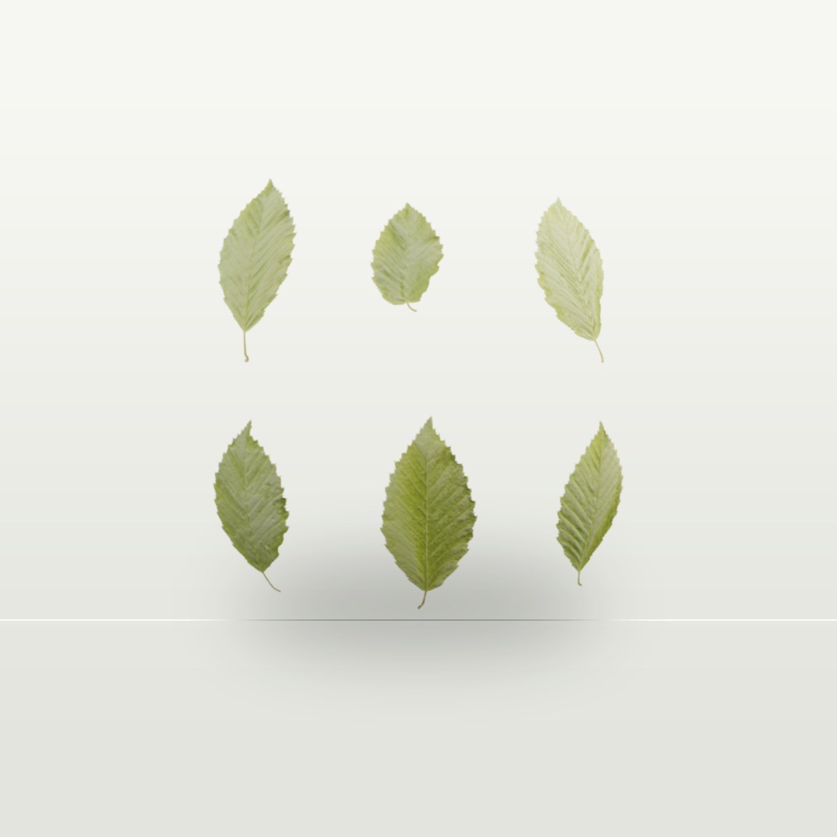Leaf Set 001 Texture preview