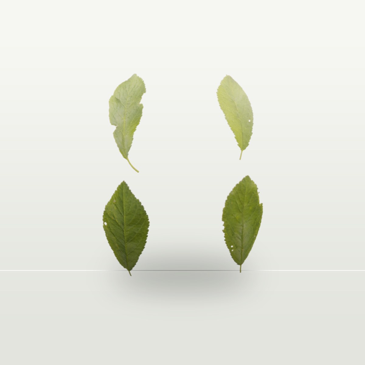 Leaf Set 003 Texture preview