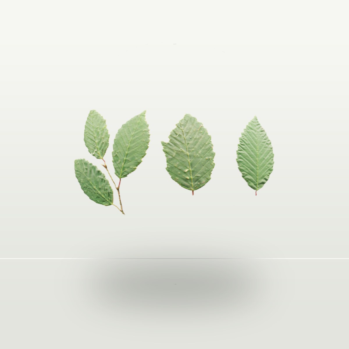 Leaf Set 005 Texture preview