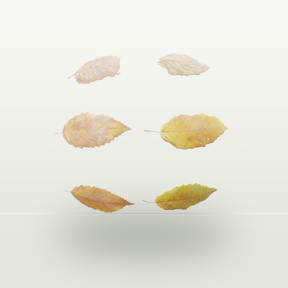 Leaf Set 008 Texture preview