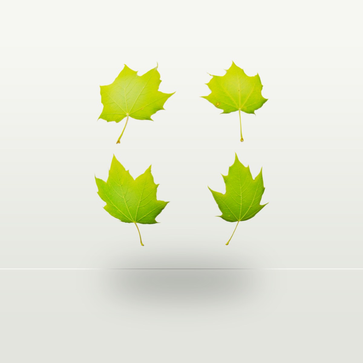 Leaf Set 010 Texture preview