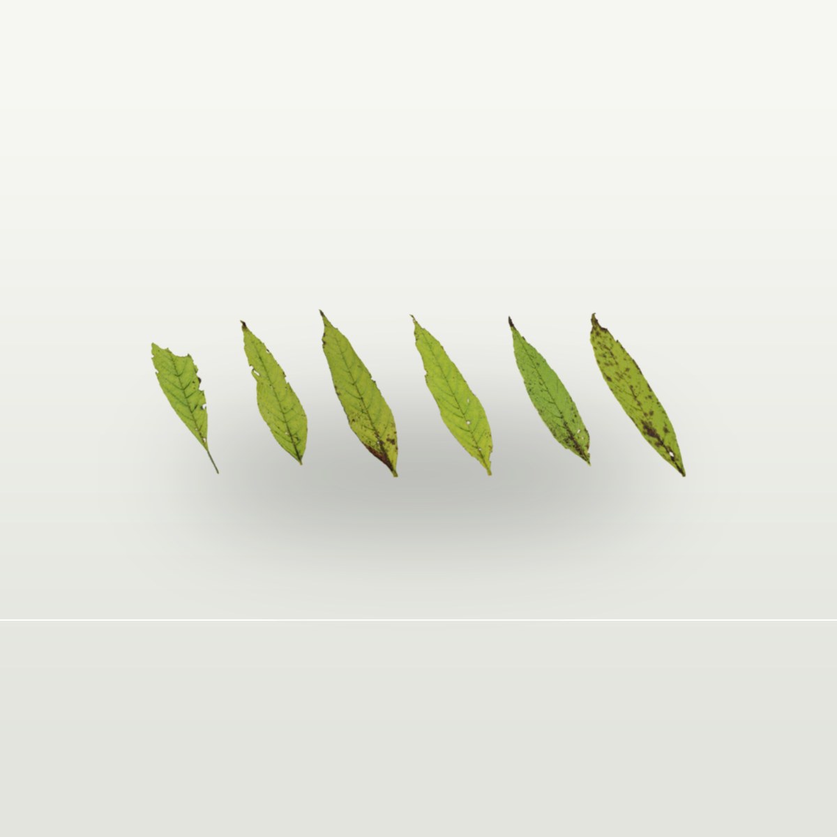Leaf Set 013 Texture preview