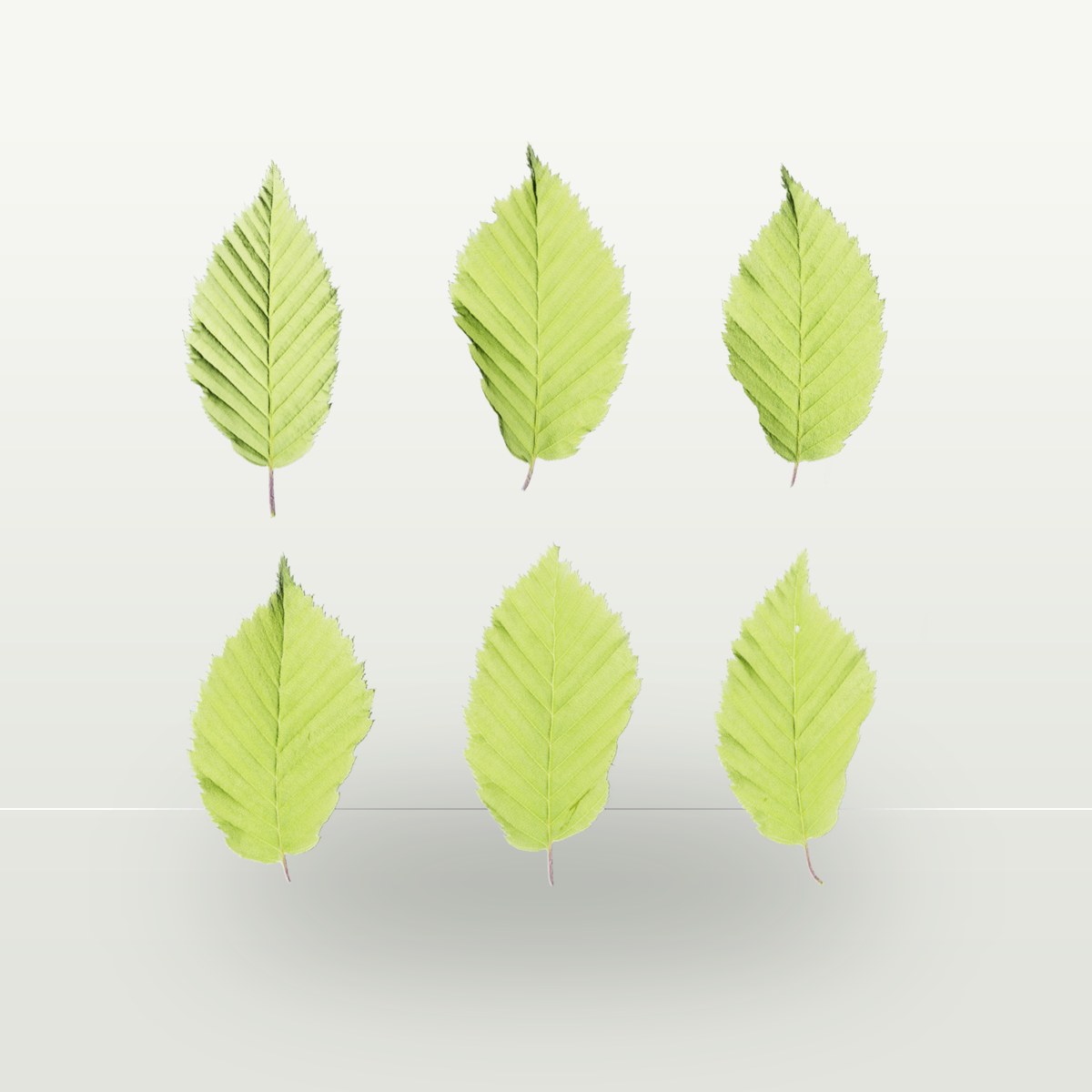 Leaf Set 014 Texture preview