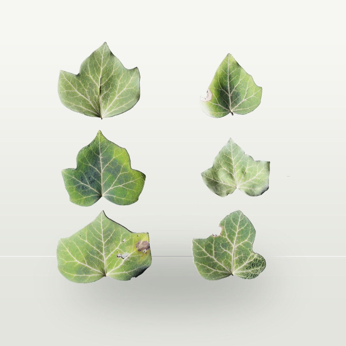 Leaf Set 017 Texture preview