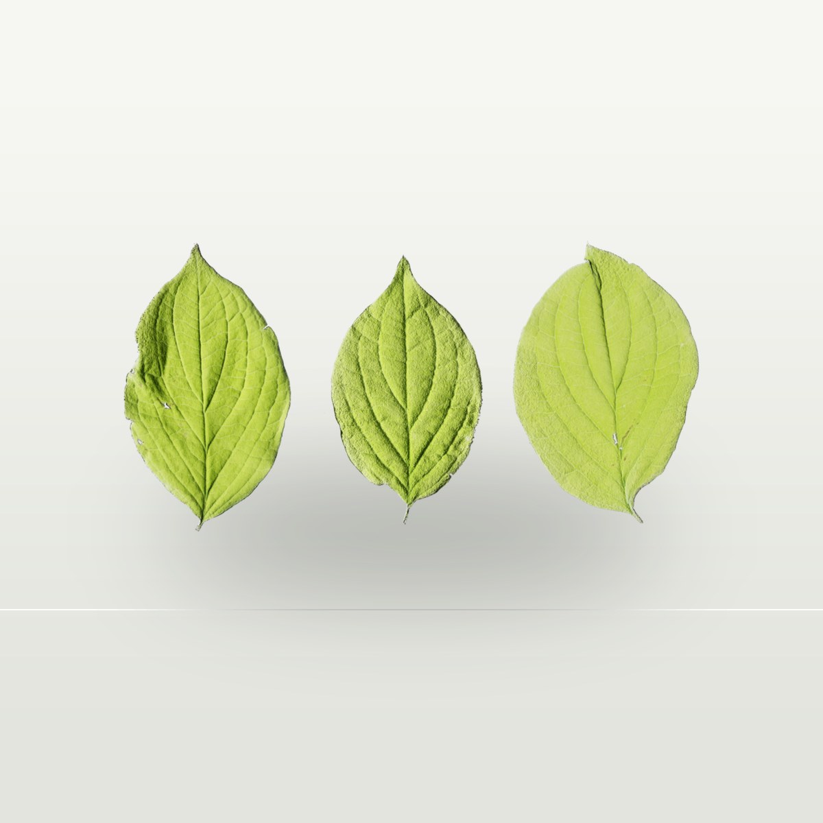 Leaf Set 018 Texture preview