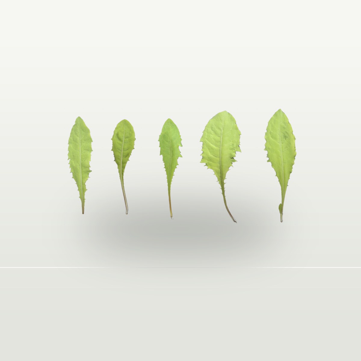 Leaf Set 020 Texture preview
