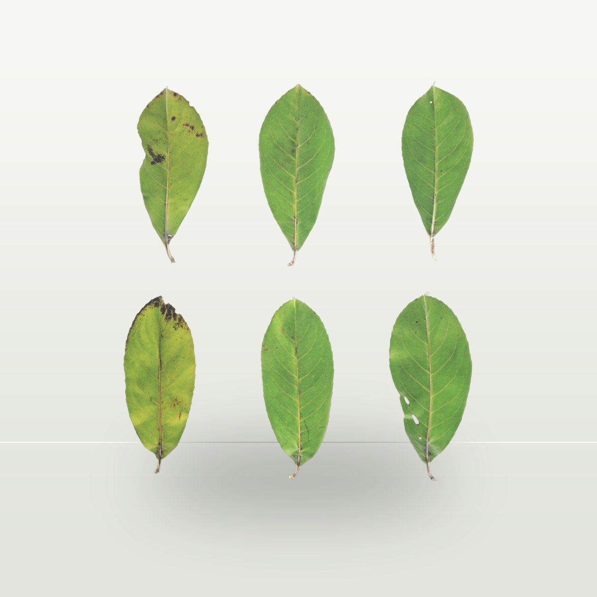 Leaf Set 022 Texture preview
