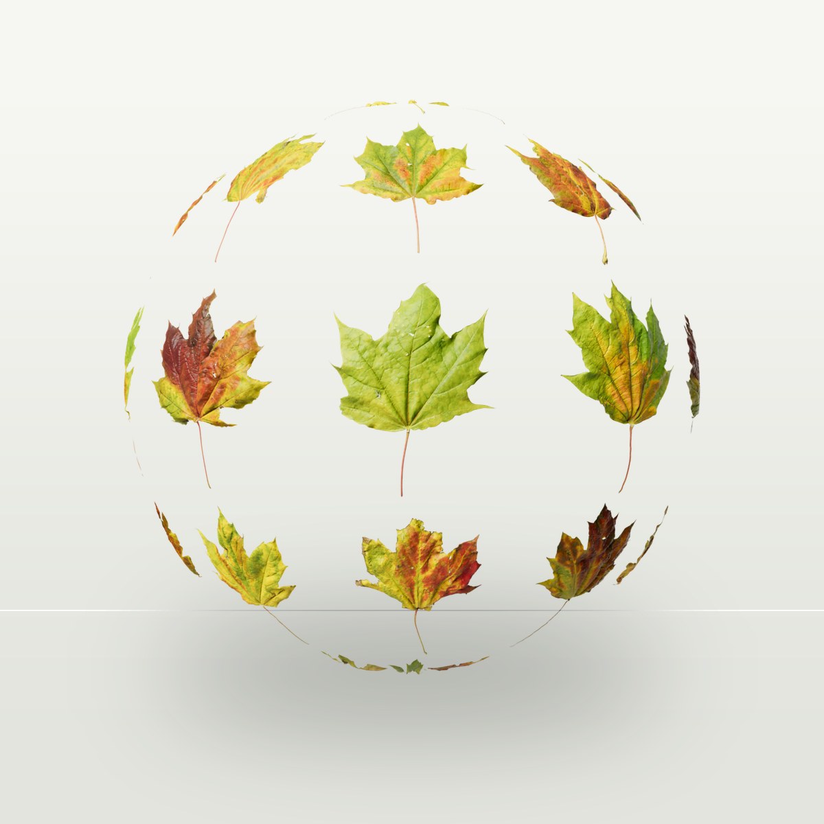 Leaf Set 027 Texture preview