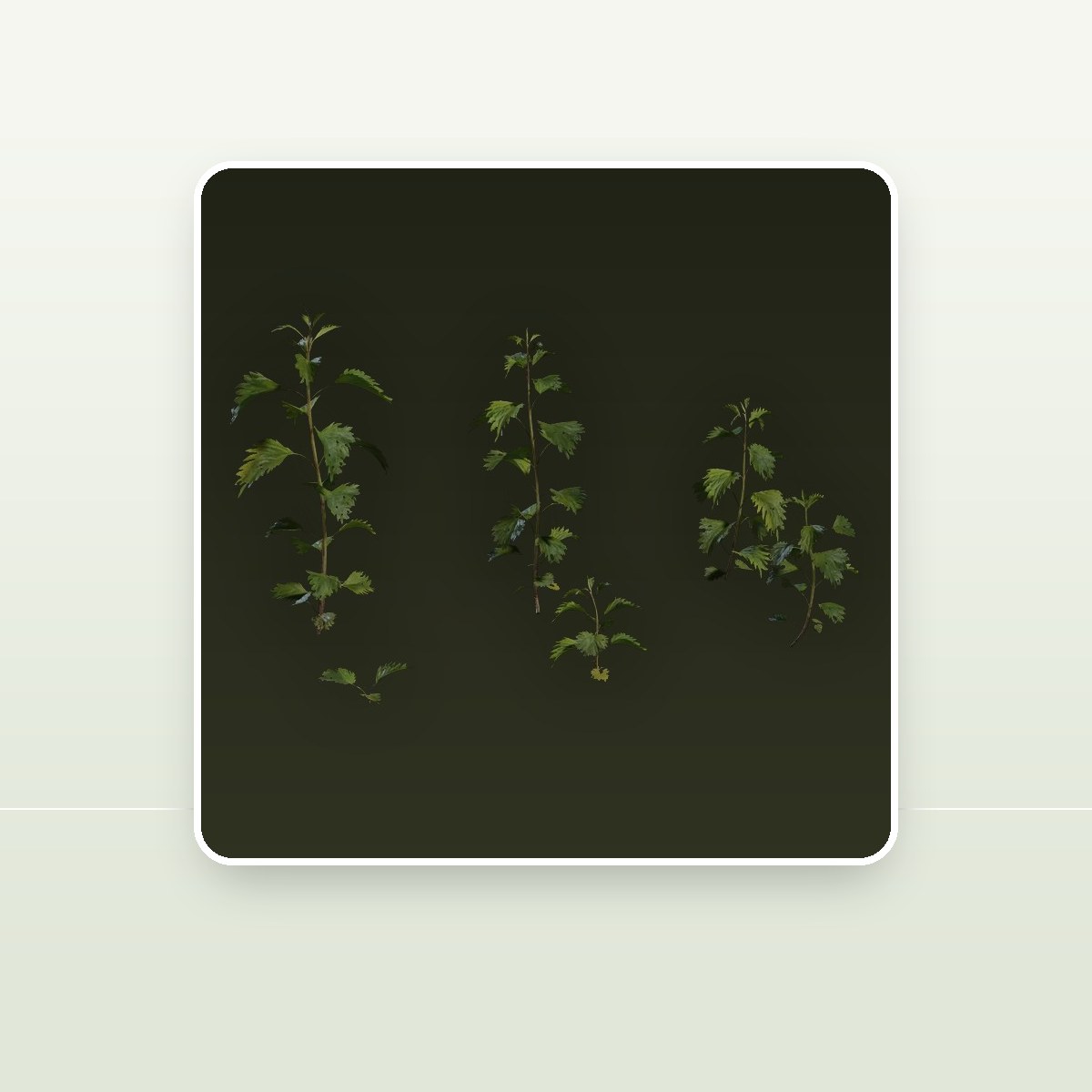 Nettle Plant 3D Model preview
