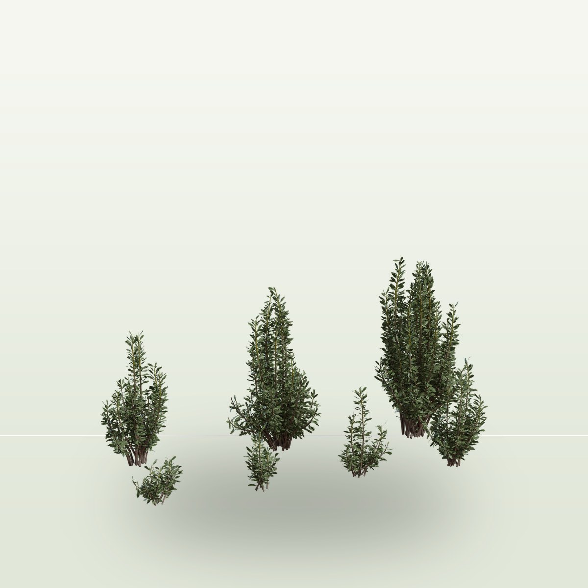 Othonna Cerarioides 3D Model preview