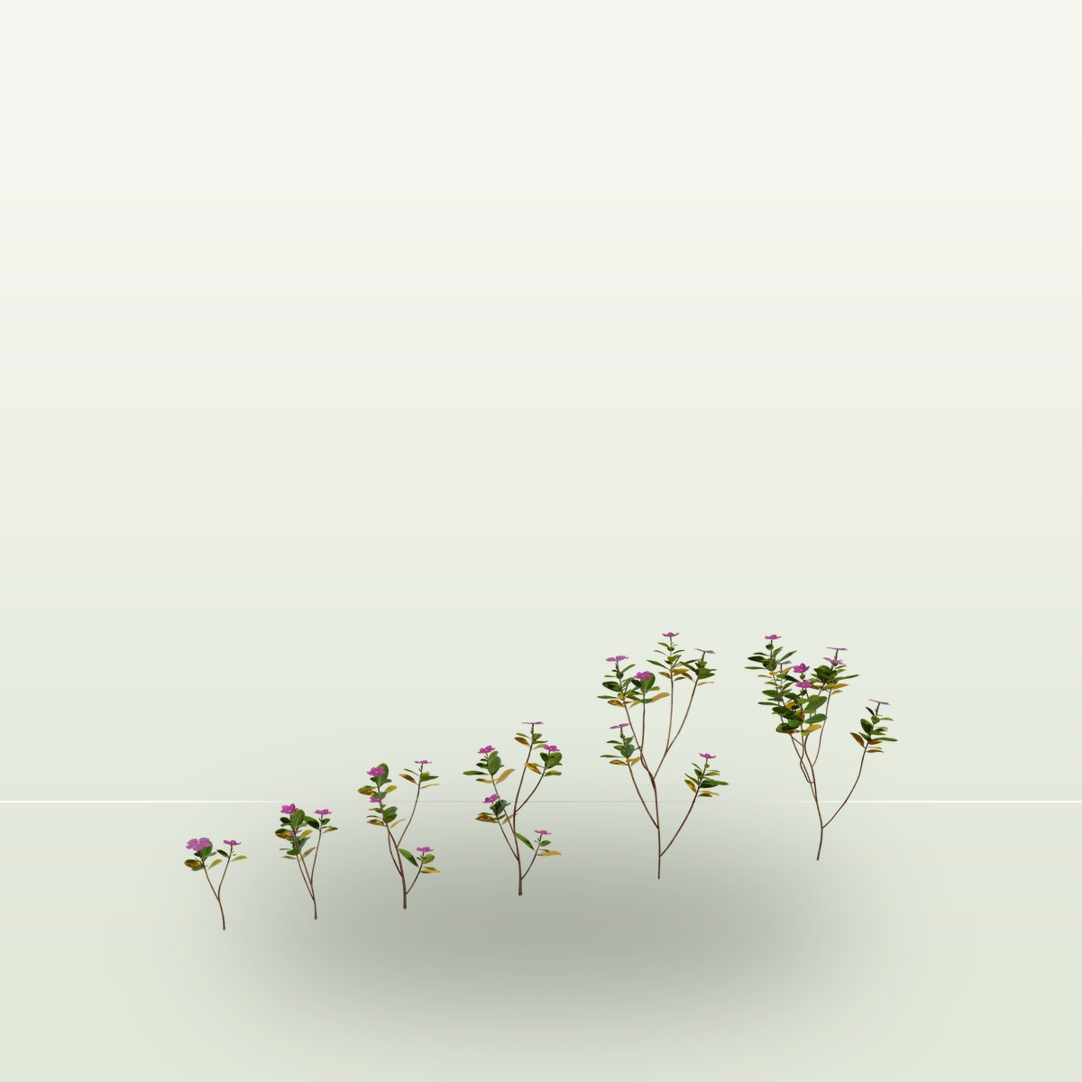 Periwinkle Plant 3D Model preview