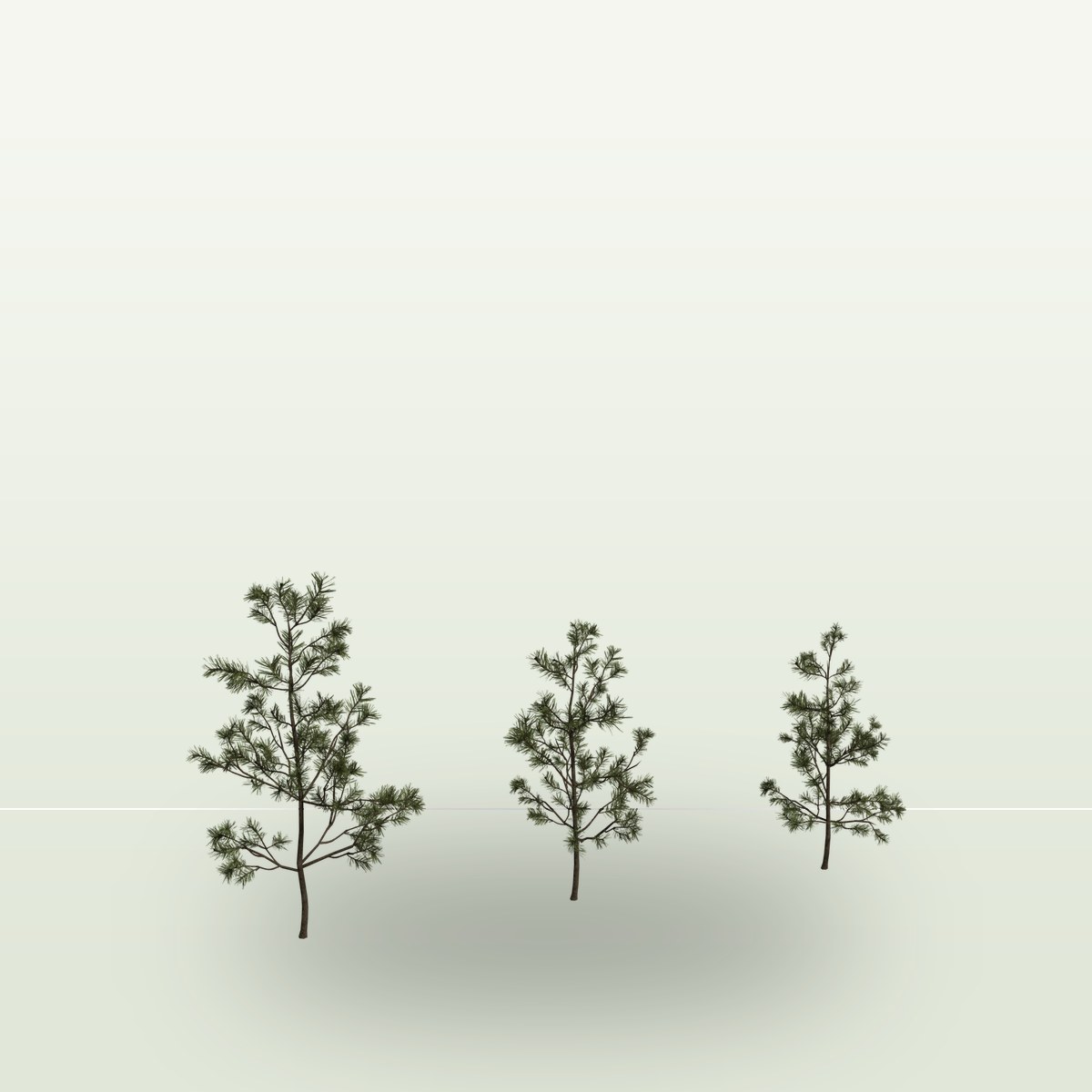 Pine Sapling Small 3D Model preview