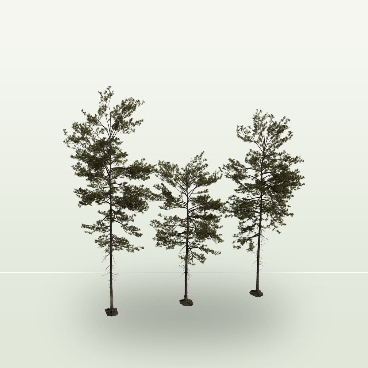 Pine Tree 01 3D Model preview