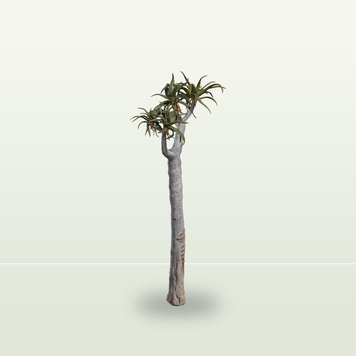 Quiver Tree 01 3D Model preview
