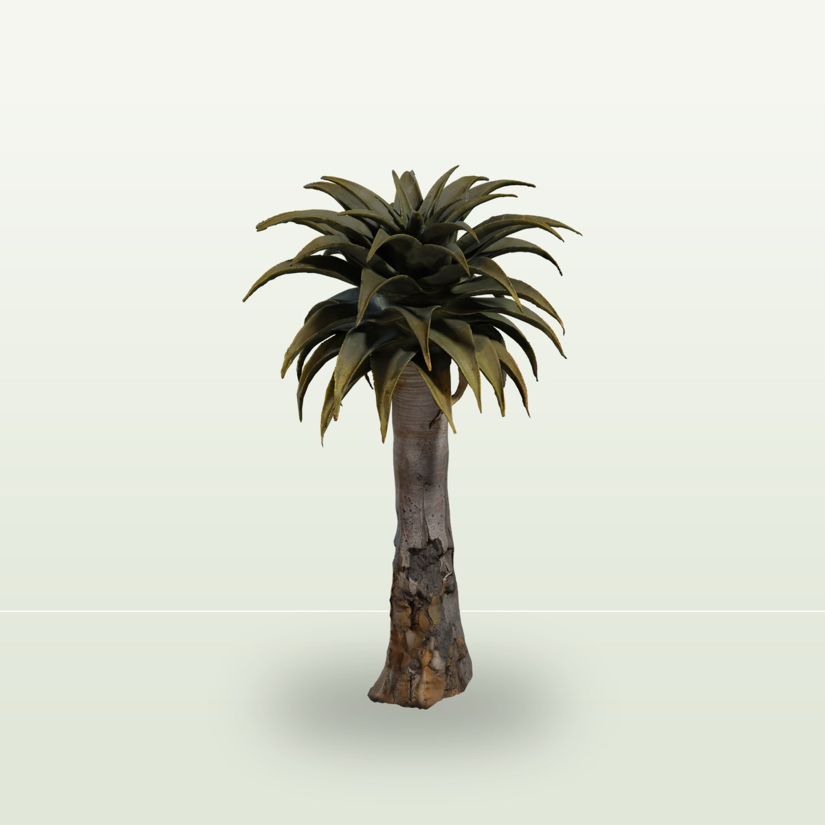Quiver Tree 02 3D Model preview