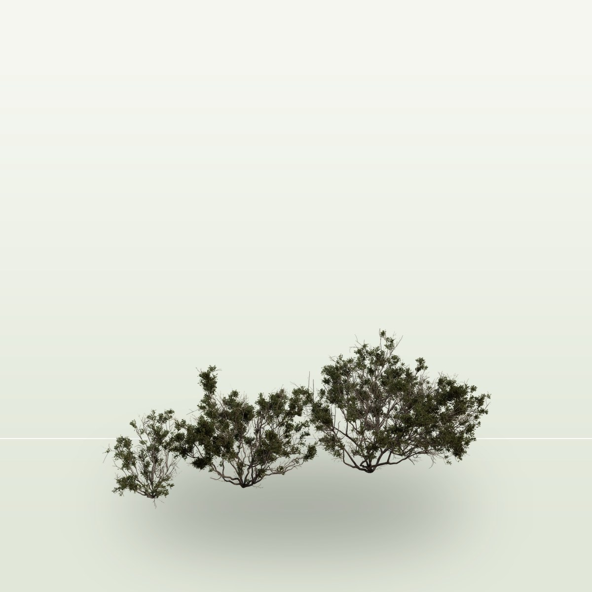 Searsia Burchellii 3D Model preview