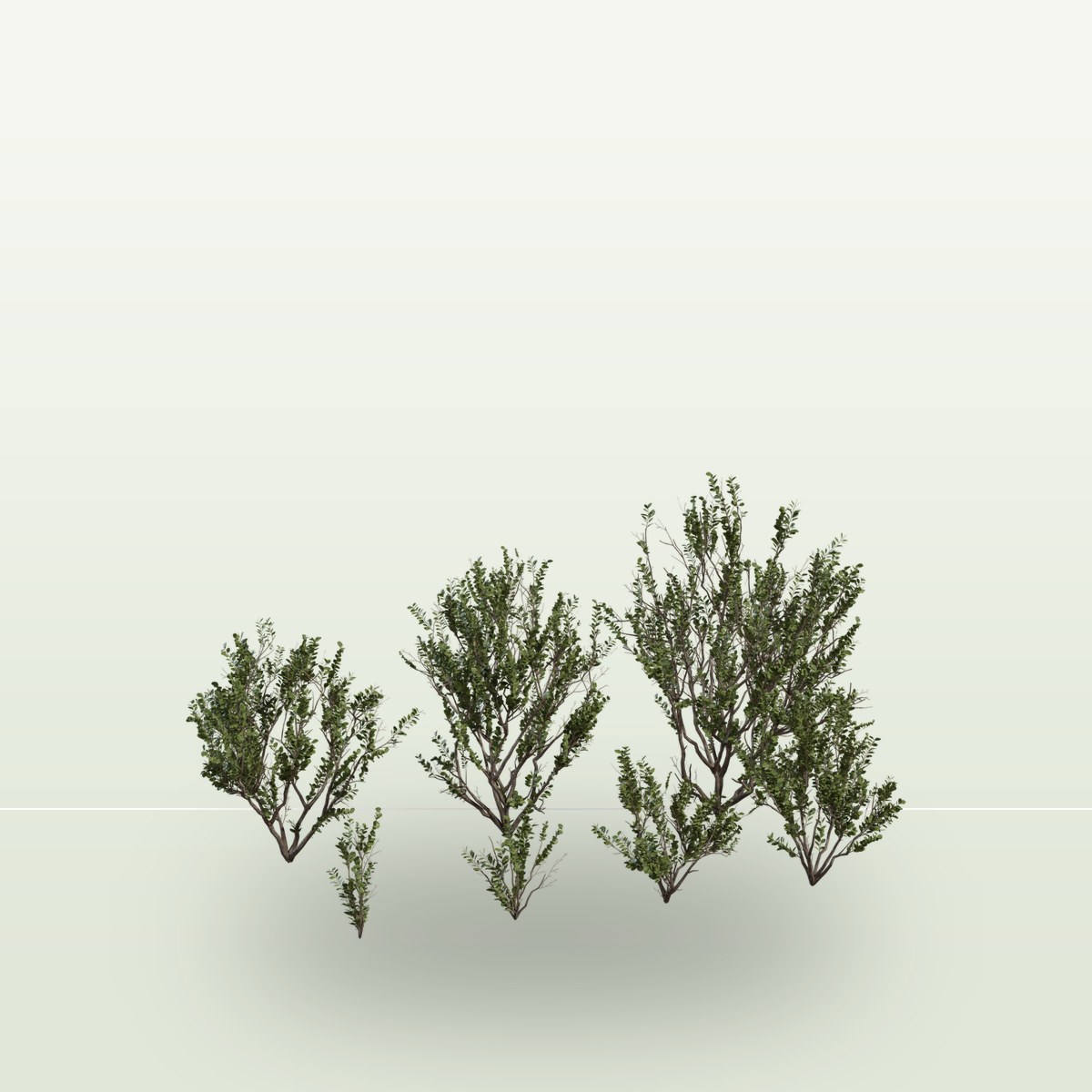 Searsia Lucida 3D Model preview