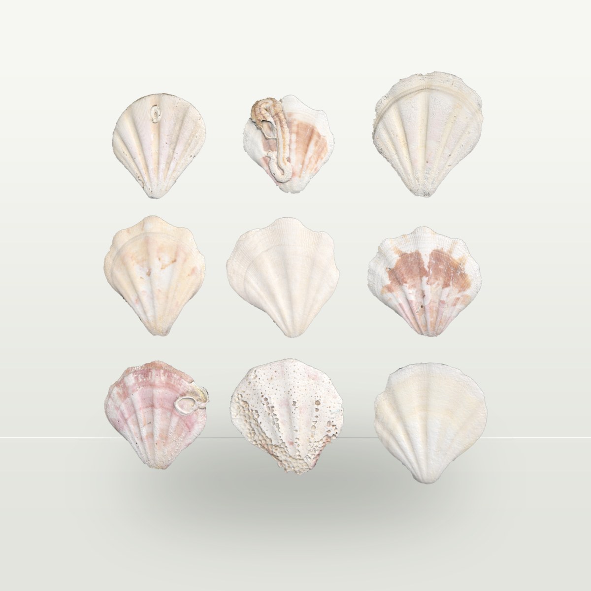 Shell Set 001 Texture preview