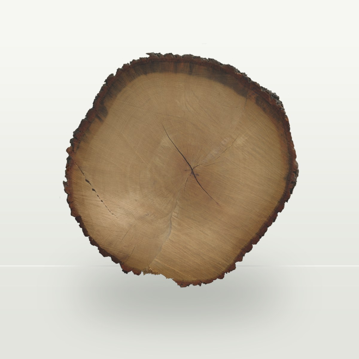 Tree End 003 Texture preview