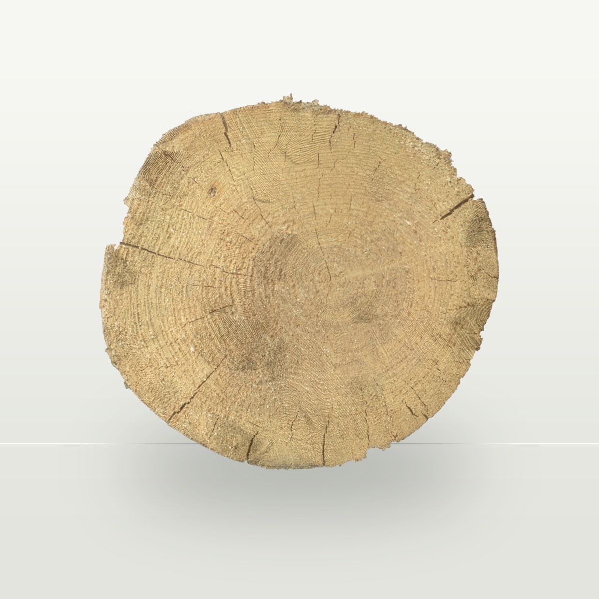 Tree End 005 Texture preview